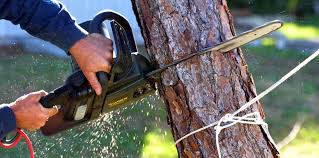  Twin Rivers, NJ Tree Removal Pros