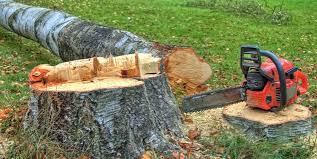 Best Tree Cabling and Bracing  in Twin Rivers, NJ