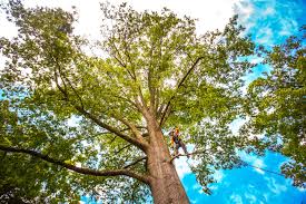 Best Tree Preservation Services  in Twin Rivers, NJ