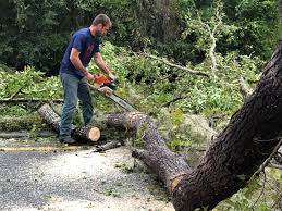 Best Tree Risk Assessment  in Twin Rivers, NJ