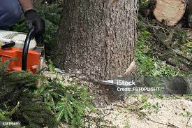 Best Emergency Tree Removal  in Twin Rivers, NJ