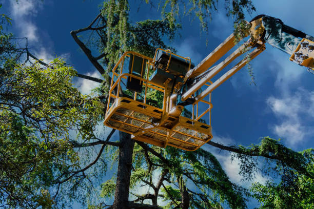 Professional Tree Removal in Twin Rivers, NJ