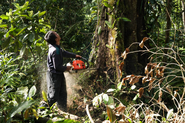 Best Tree Disease Treatment  in Twin Rivers, NJ