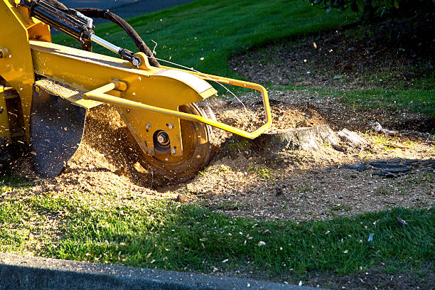 Best Tree Maintenance Programs  in Twin Rivers, NJ