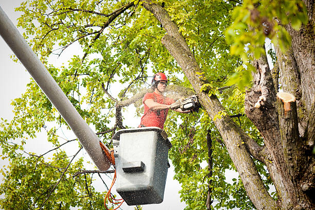 Best Root Management and Removal  in Twin Rivers, NJ