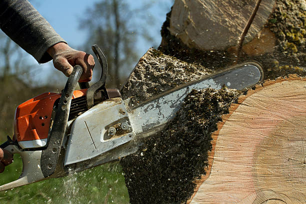 Best Stump Grinding and Removal  in Twin Rivers, NJ